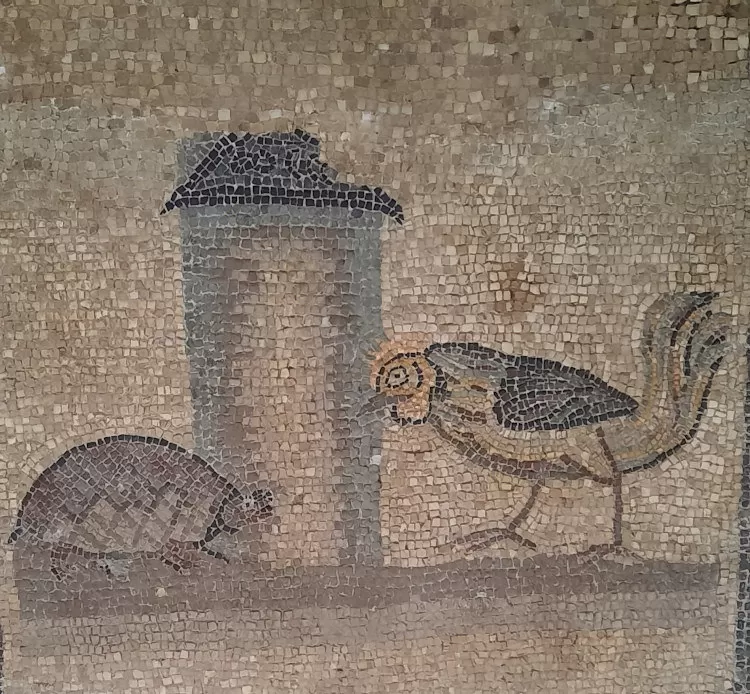 Gallo e tartaruga, Aquileia