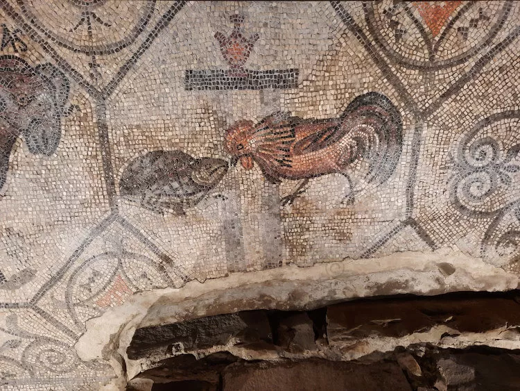 Gallo e tartaruga, Aquileia